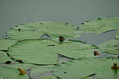 Steam《黑神话：悟空》更新表情包等社区物品